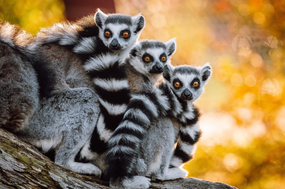 Zoo Targu Mures